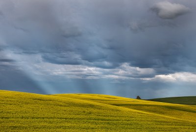 Canola & Rays