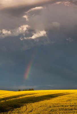 Canola and Rainbow