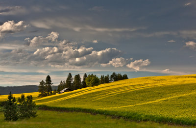 Canola Treeline