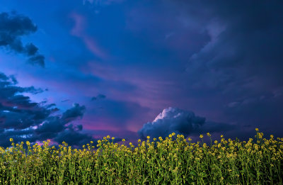 Sunset over the Canola