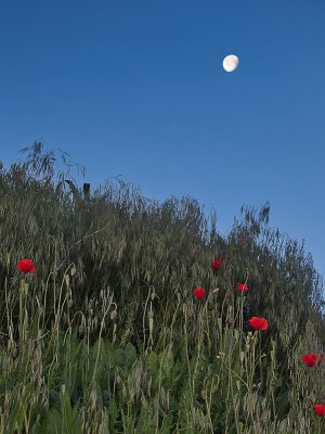 Poppies and Moon