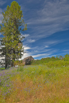 Wildflowers Among the Ruin