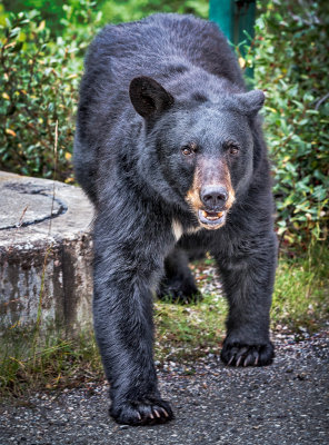 Canadian Rockies 2012