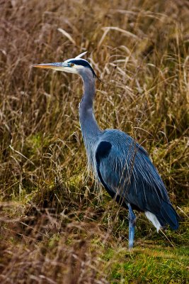 Edmonds Marsh 8