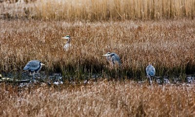 Edmonds Marsh 10