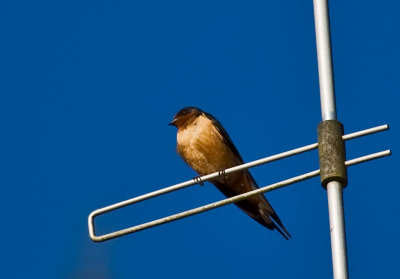 Barnswallow