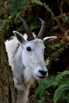 Mountain Goat 1