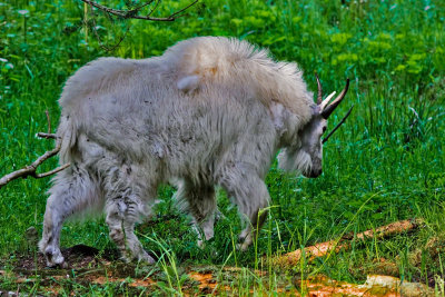 Mountain Goat 2