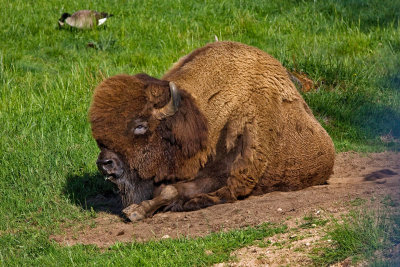 Bison 1