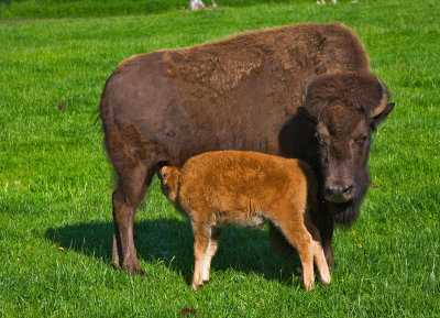Bison 3