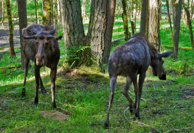 Moose 1