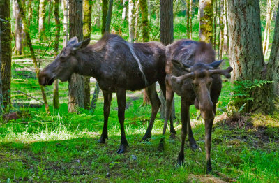 Moose 2