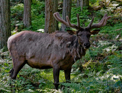 Elk 2