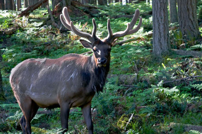 Elk 3