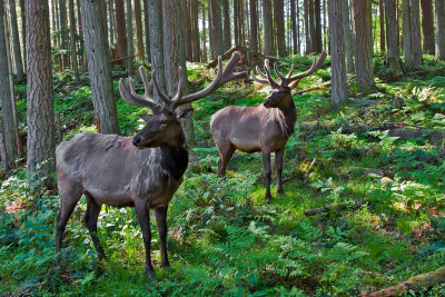 Elk 4