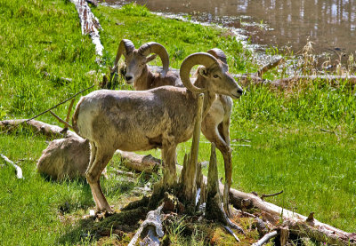 Big Horn Sheep 1