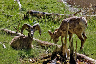 Big Horn Sheep 2