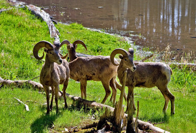 Big Horn Sheep 3