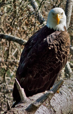 Eagle 1