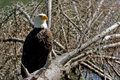 Eagle 2