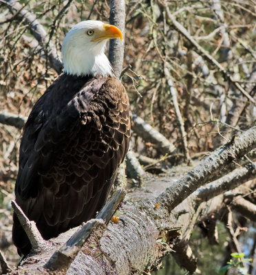 Eagle 3