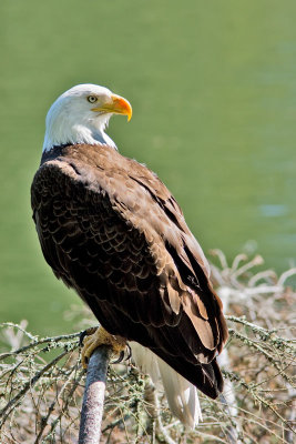 Eagle 4
