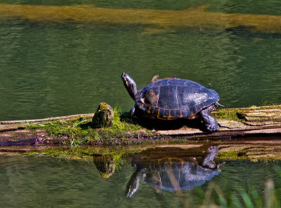Turtle