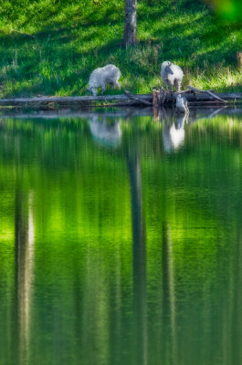 Goats 3