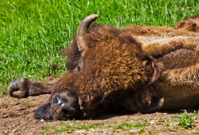 Bison 4