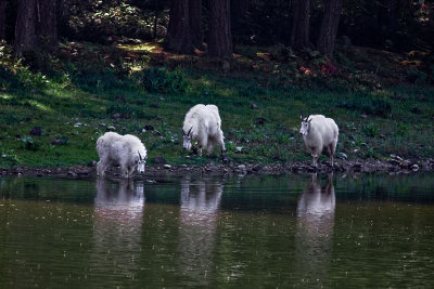 Goats 1