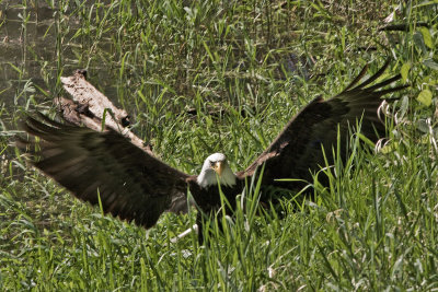 Eagle 5