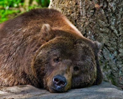 Grizzly