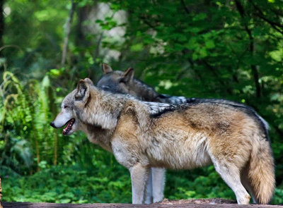 Wolves