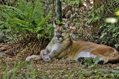 Cougar