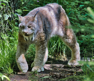 Lynx