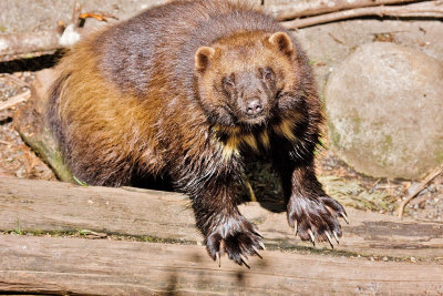 Wolverine