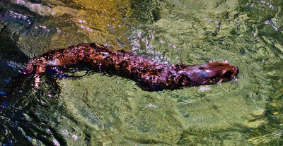 River Otter