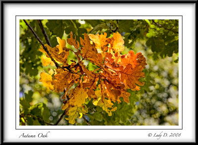 Autumn Oak