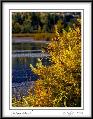 Autumn in the Marsh