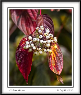 Autumn Berries