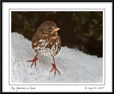 Fox Sparrow in Snow