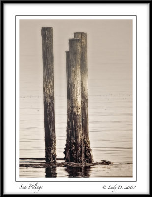 Sea Pilings