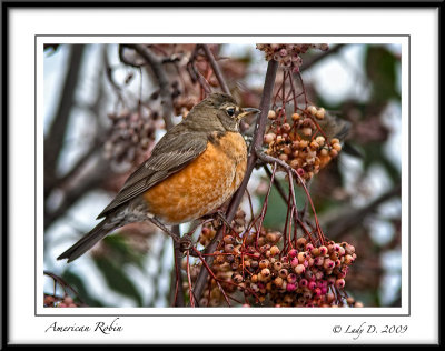  Robin in Mountain Ash.