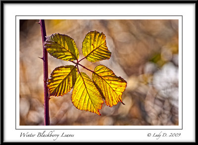 Winter Blackberry Leaves