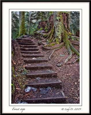 Forest Steps