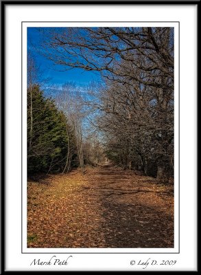 Path through the Marsh