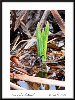 New Life in the Marsh