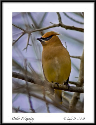 Cedar Waxwing