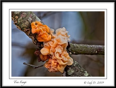 Tree Fungi