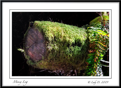 Mossy Log